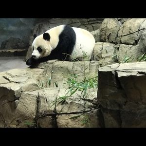 Meet your Posher, Shan